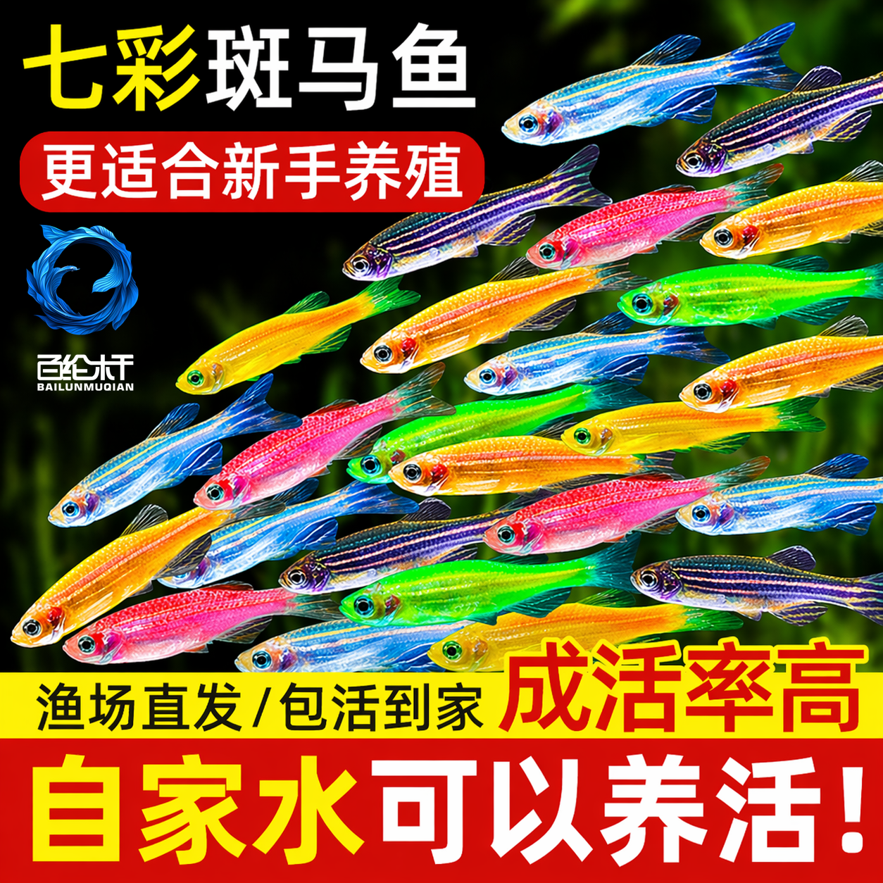 热带观赏鱼七彩斑马鱼红绿灯科鱼小型冷水淡水群游好养活的练手鱼