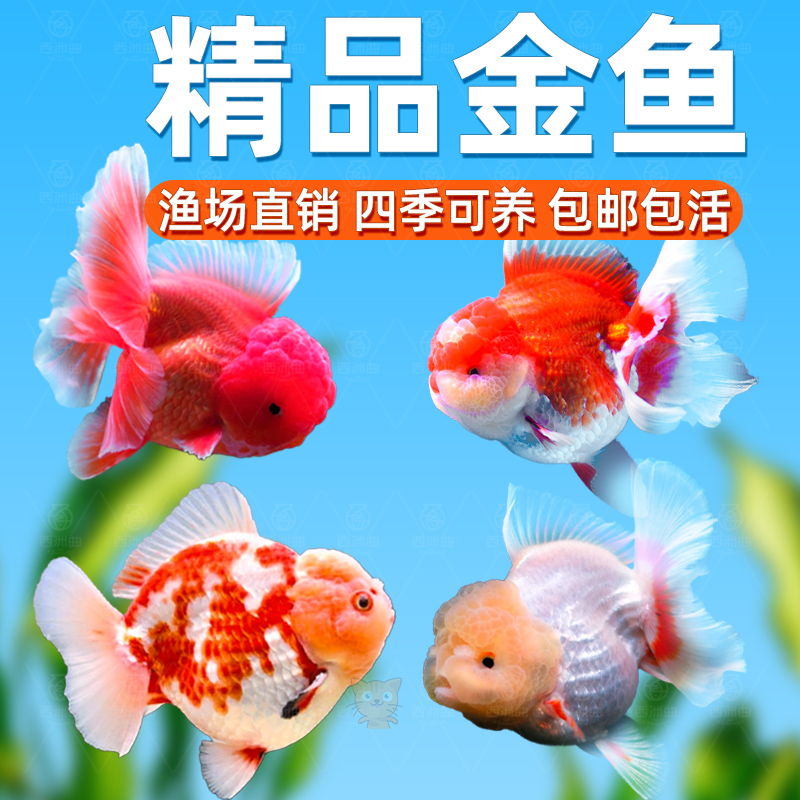金鱼活鱼观赏鱼小型淡水好养冷水鱼鱼苗新手小金鱼兰寿锦鲤