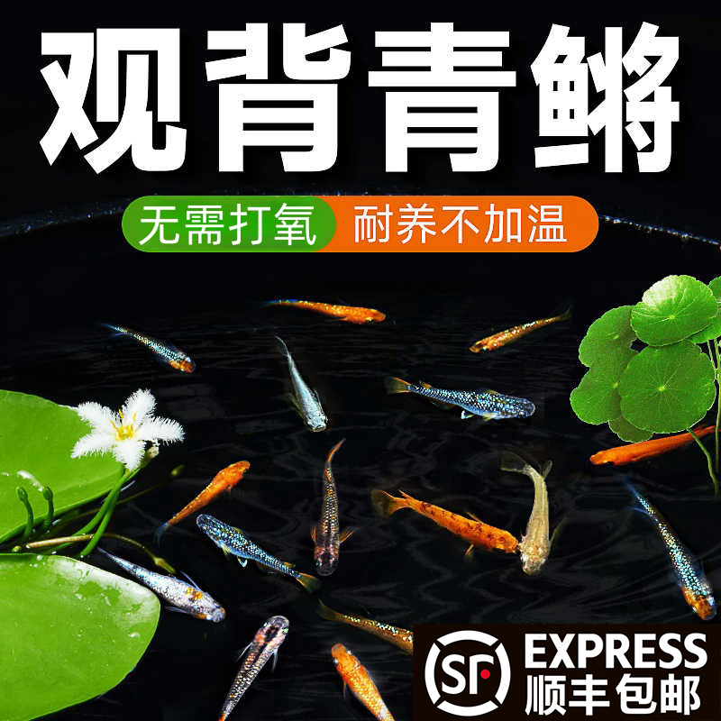 观背青鳉冷水观赏鱼小型自来水不打氧新手好养耐活小鱼苗蝶翼斑马