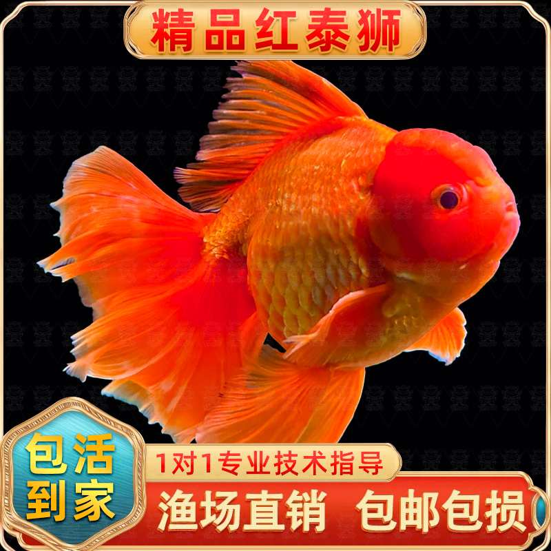 百褶泰狮金鱼活淡水锦鲤招财红白