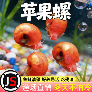 苹果螺除藻螺鱼缸清洁工具螺除藻宠物螺乌龟斑马狗头鱼活体饲料