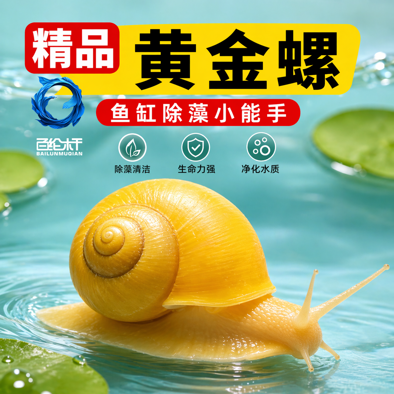 黄金螺鱼缸清洁除藻大号观赏螺活体淡水螺净水清理鱼屎粪便工具螺