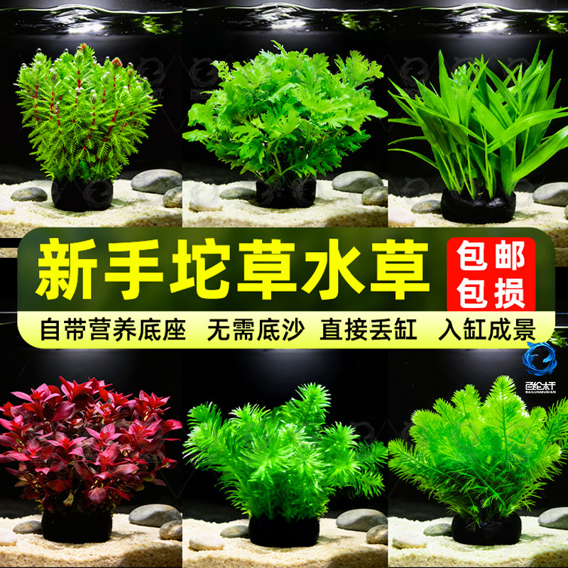 鱼缸坨草真水草水生植物水族箱蜈蚣草南美青竹水罗兰造景装饰绿植