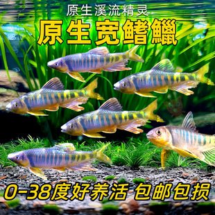 原生宽鳍鱲观赏鱼长鳍鱲发色溪石斑彩马口鱼冷水鱼活体淡水鱼耐养