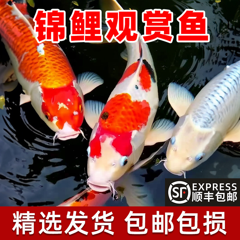 顺丰观赏鱼锦鲤鱼金鱼好养鱼活鱼冷水鱼懒人鱼淡水好养耐活新手鱼,宠物/宠物食品及用品,鱼,淘宝优惠券,粉丝福利购,淘宝优惠卷