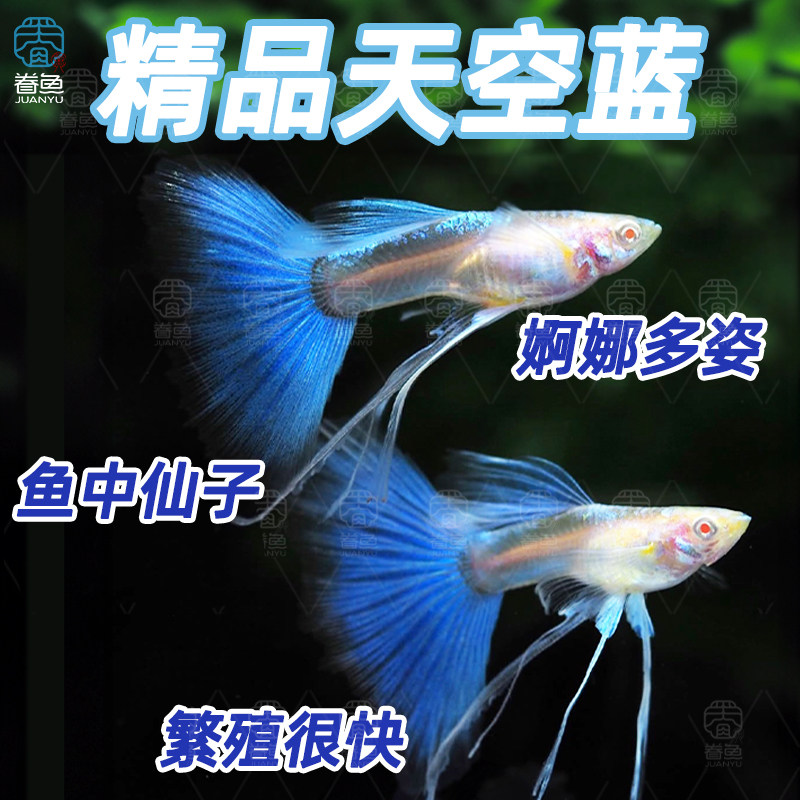 3-4cm�������ȸ��ĸ��1�� ������׿�ȸ���ȴ�����������������ŷ�β�㵭ˮ�����ͻ�С����