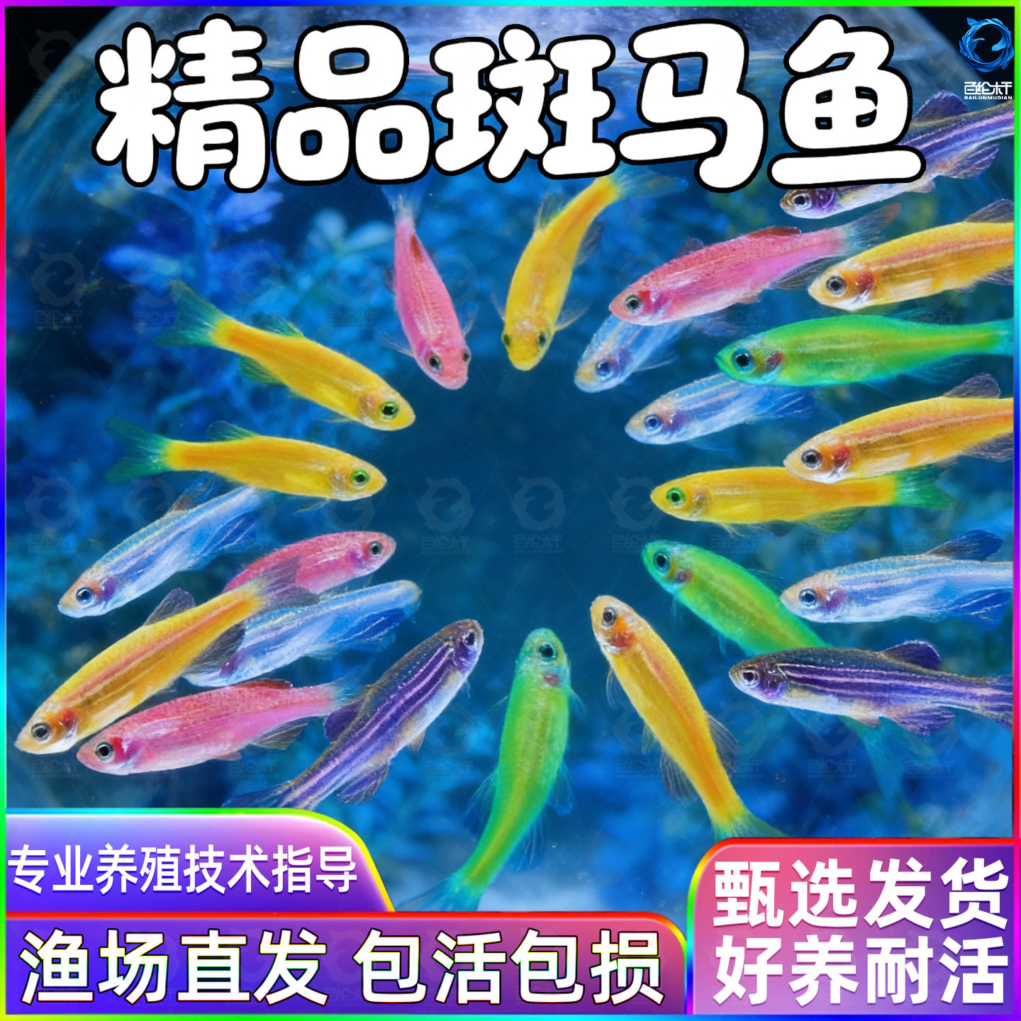七彩糖果大斑马鱼活鱼淡水冷水好养耐活灯科鱼小型热带鱼苗观赏鱼