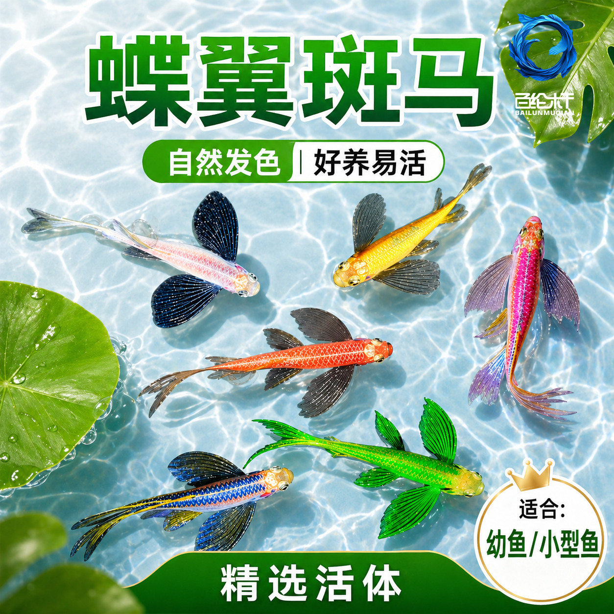 蝶翼斑马鱼长尾长鳍大帆翡翠绿观赏鱼龙凤冷水小型淡水好养小活鱼