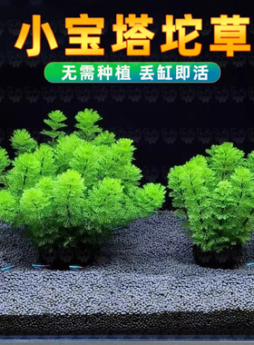 小宝塔坨草水草鱼缸造景植物真草活阴性新手懒人净水增氧后景好养