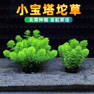 小宝塔坨草水草鱼缸造景植物真草活阴性新手懒人净水增氧后景好养