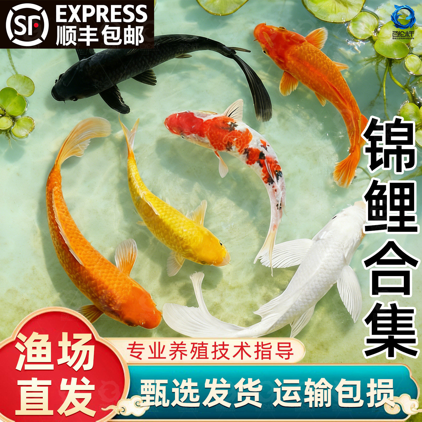 顺丰锦鲤鱼苗观赏鱼活体大型冷水纯种红白草金鱼活鱼淡水好养耐活,宠物/宠物食品及用品,其它水族宠物,淘宝优惠券,粉丝福利购,淘宝优惠卷