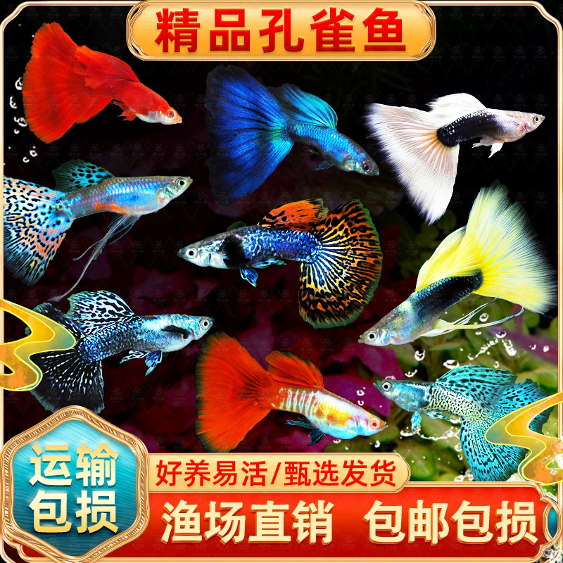 孔雀鱼凤尾淡水易繁殖耐活体好养纯种灯科小型热带胎生观赏金鱼苗
