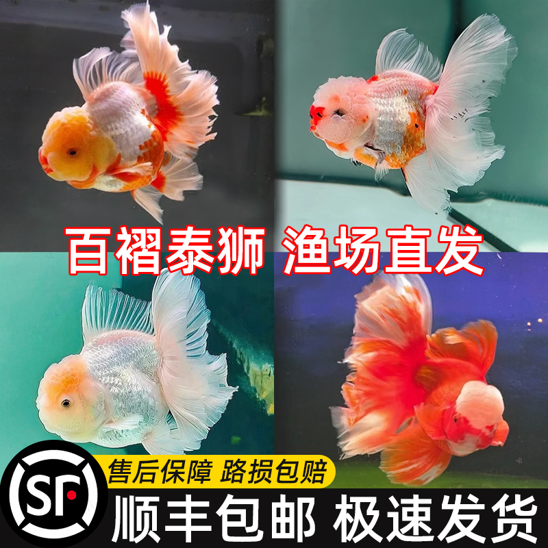 顺丰百褶泰狮金鱼活鱼精品f1观赏鱼包金将军冷水淡水鱼好养耐活
