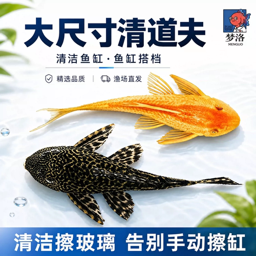 清道夫鱼缸清洁工吃粪便淡水观赏鱼垃圾鱼好养耐活热带冷水工具鱼