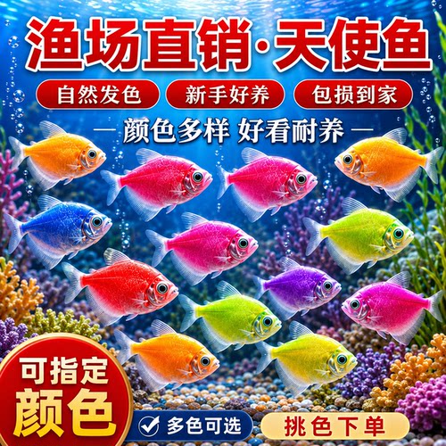 天使鱼大号观赏鱼热带鱼淡水好养耐活群游七彩紫天使红柠檬黄