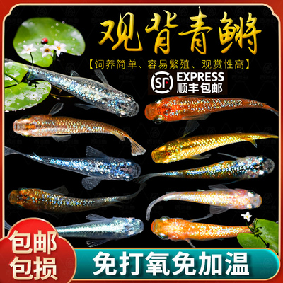 观背青鳉观赏鱼冷水鱼苗魔法鱼小型锦鲤金鱼淡水鱼不打氧好养活体