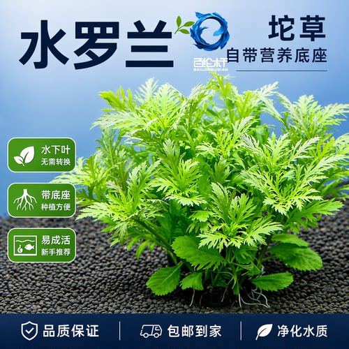 水罗兰大坨草缸造景水草场直发懒人阴性水草增氧中后景淡水培植物