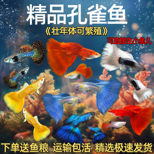 孔雀热带观赏鱼凤尾淡水小鱼易繁殖好养耐活耐养金鱼凤尾斑马活鱼