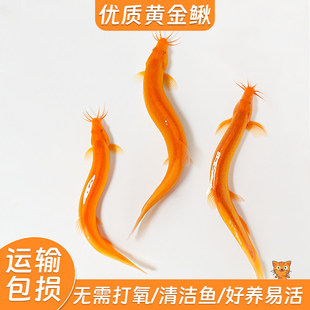 黄金泥鳅冷水清道夫鱼缸清洁工具鱼好养新练手耐活鱼观赏小金鱼苗