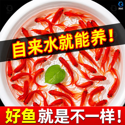 纯种大红草金鱼小锦鲤打氧淡水观赏鱼苗好养耐活自来水冷水鱼