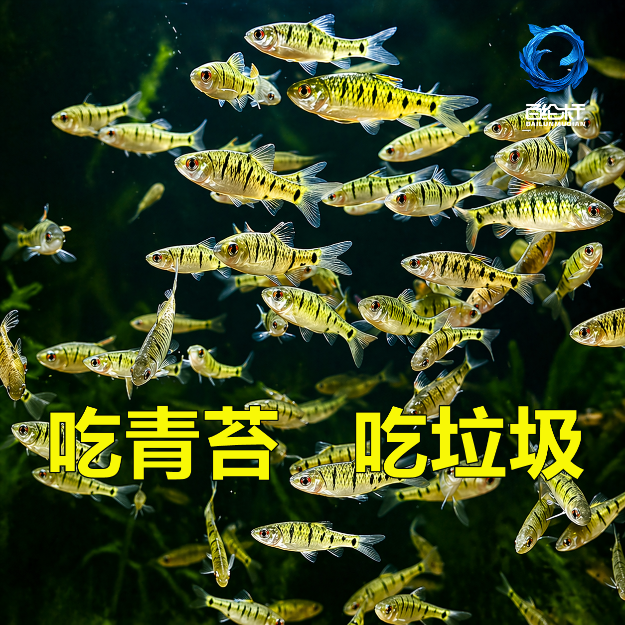 原生鱼冷水鱼条纹小鲃鱼活体淡水小溪鱼二须鲃群游观赏好养耐活