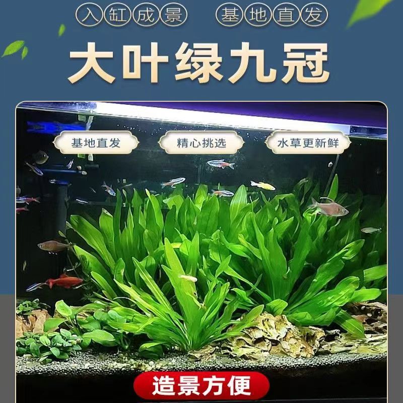 皇冠水草迷你九大叶绿鱼缸植物阴