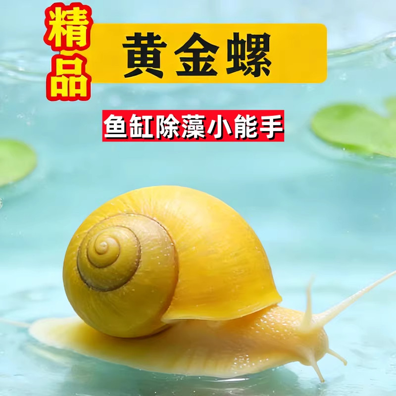 黄金螺鱼缸清洁除藻大号观赏螺活体淡水螺净水清理鱼屎粪便工具螺