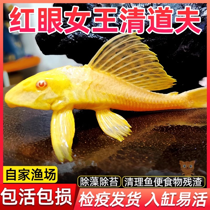 女王大帆清道夫垃圾鱼清洁鱼缸除藻工具鱼热带淡水观赏鱼清道夫鱼