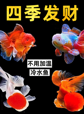 金鱼兰寿金鱼 黄金锦鲤 百褶泰狮活鱼红狮子头国狮金鱼淡水冷水鱼