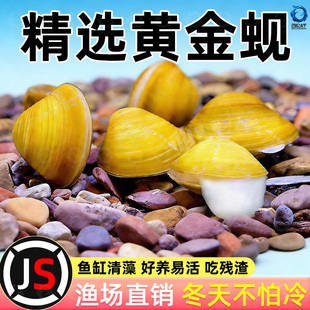 黄金小河蚌净水河蚬清理鱼缸净化水质鳑鲏繁殖观赏螺专吃鱼屎粪便
