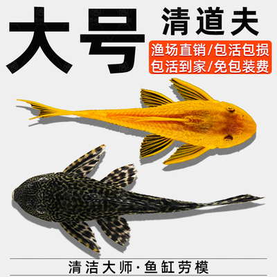 清道夫鱼缸清洁工金苔鼠观赏鱼热带女王淡水吃垃圾粪便清理藻类