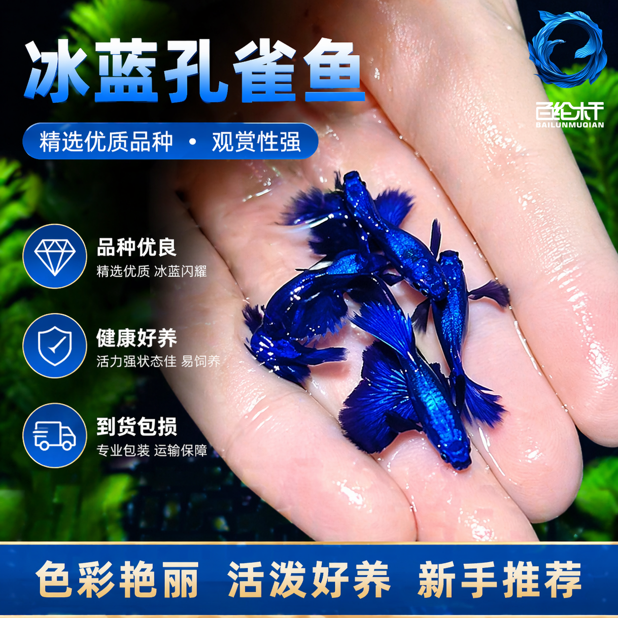 冰蓝孔雀鱼热带纯种观赏鱼小型淡水好养耐活斑马精品胎生凤尾小鱼