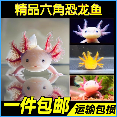 六角恐龙鱼冷水鱼蝾螈水族宠物活体六角龙淡水好养易活观赏网红鱼