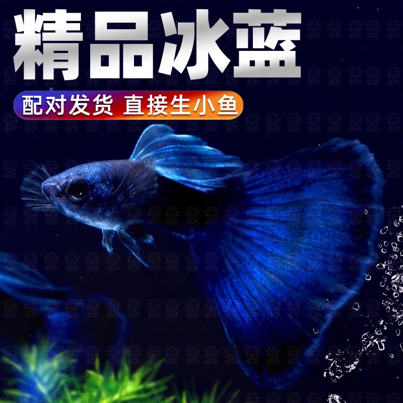 冰蓝孔雀鱼墨兰纯种孔雀鱼蓝礼服小型热带鱼鱼苗观赏鱼蓝尾胎生鱼