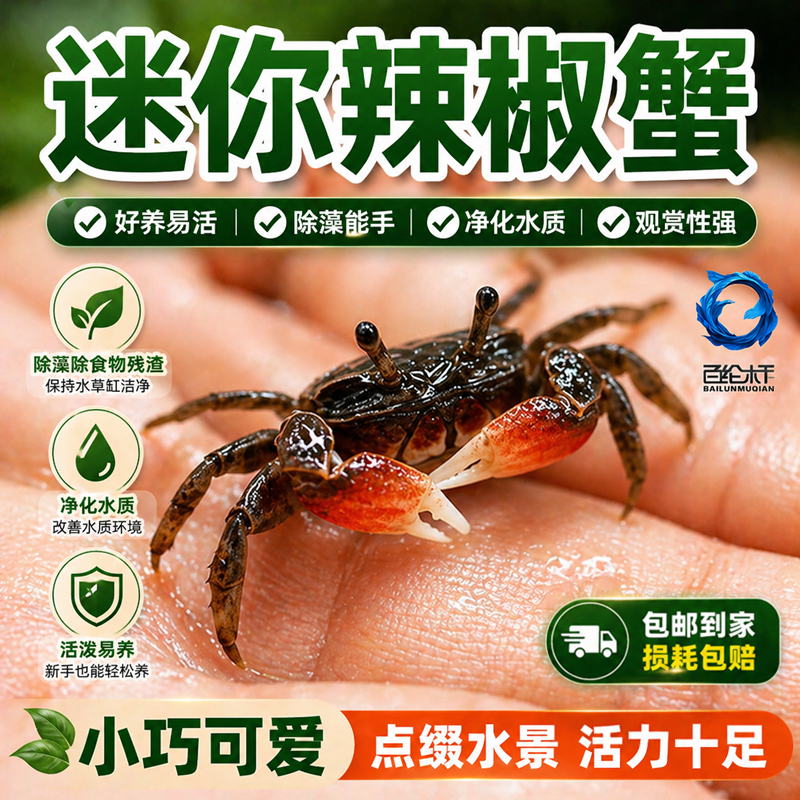 小螃蟹观赏蟹宠物螃蟹淡水鱼缸除藻爬宠吃粪便清洁工具深水观赏蟹 - 实物图