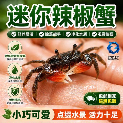 小螃蟹观赏蟹宠物螃蟹淡水鱼缸除藻爬宠吃粪便清洁工具深水观赏蟹