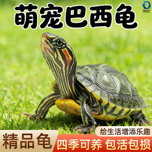 红耳龟乌龟活物大巴西龟小长寿观赏宠物龟黄金巴西龟绿色情侣草龟
