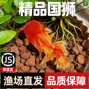 红狮金鱼国师鱼冷水鱼小金鱼活鱼淡水锦鲤观赏鱼好养耐活鱼不加温