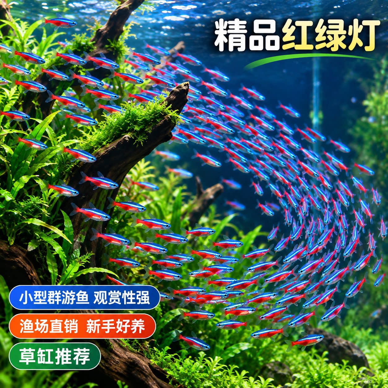 红绿灯鱼小型热带淡水鱼灯科鱼宝莲灯鱼群游鱼活体水族鱼苗观赏鱼