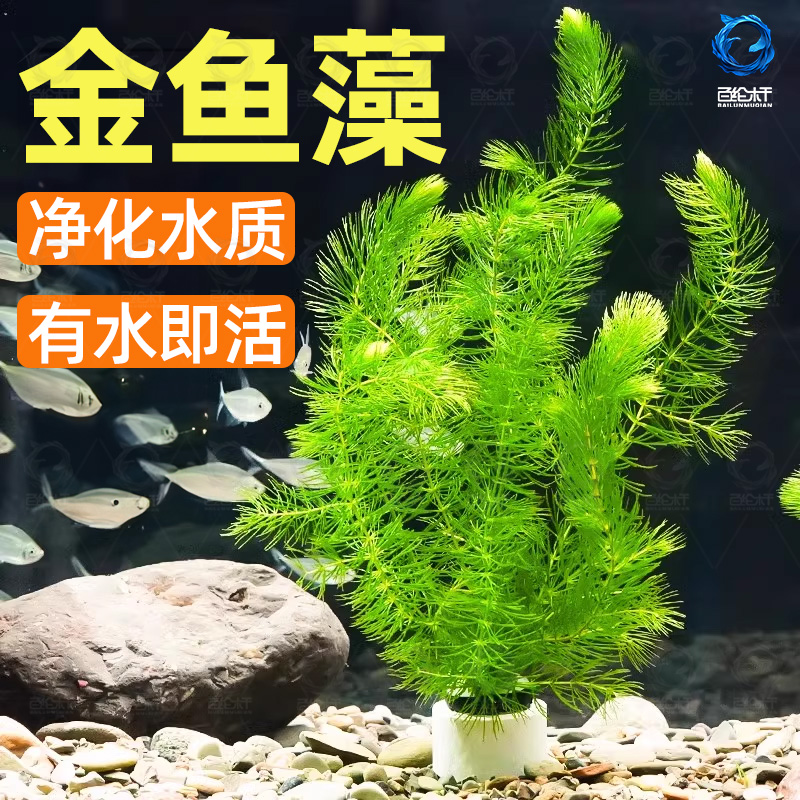 金鱼藻蜈蚣草水草植物绿菊鱼缸造景水培真草养鱼草缸绿植净水新手