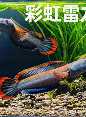 南鳢七彩雷龙鱼观赏鱼冷水鱼龙鱼凶猛彩虹雷龙淡水活体雷龙鱼包邮