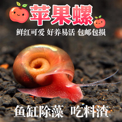 苹果螺除藻螺鱼缸清洁工具螺除藻宠物螺乌龟斑马狗头鱼活体饲料