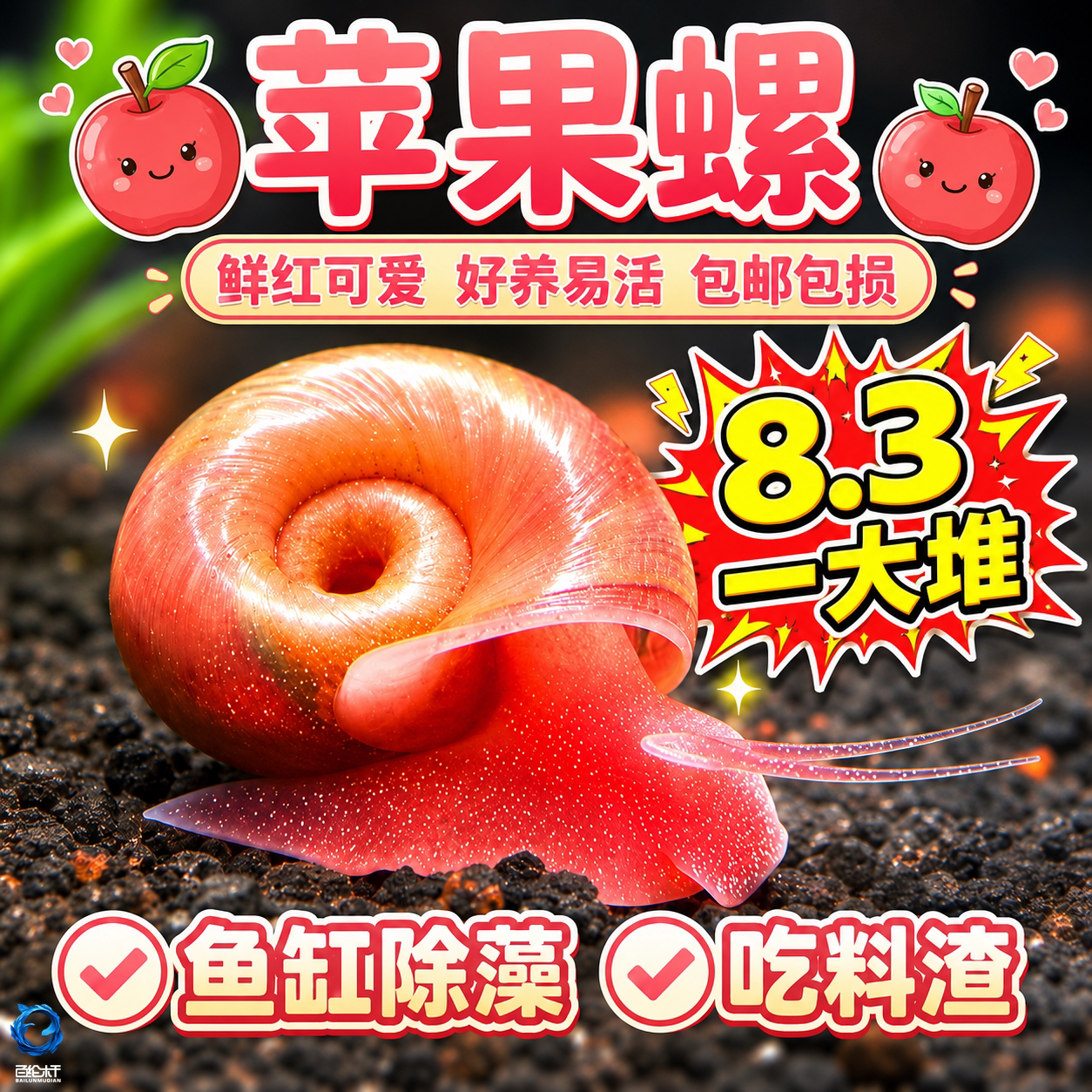 苹果螺除藻螺鱼缸清洁工具螺除藻宠物螺乌龟斑马狗头鱼活体饲料