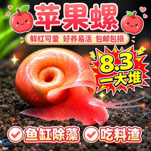 苹果螺除藻螺鱼缸清洁工具螺除藻宠物螺乌龟斑马狗头鱼活体饲料