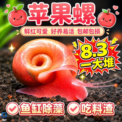 苹果螺除藻螺鱼缸清洁工具螺除藻宠物螺乌龟斑马狗头鱼活体饲料