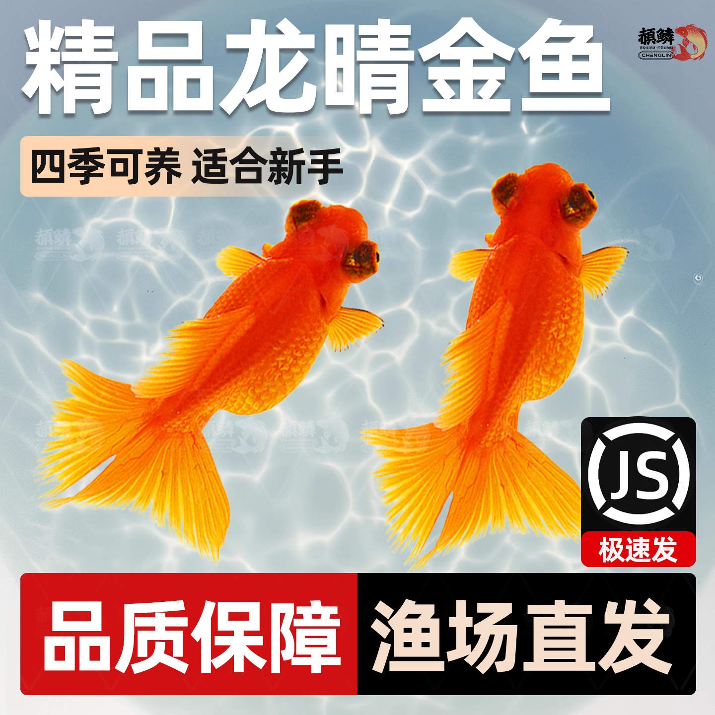 红龙睛金鱼鸿运当头鱼苗冷水鱼龙晴淡水好养鱼冷水鱼宠物鱼观赏鱼