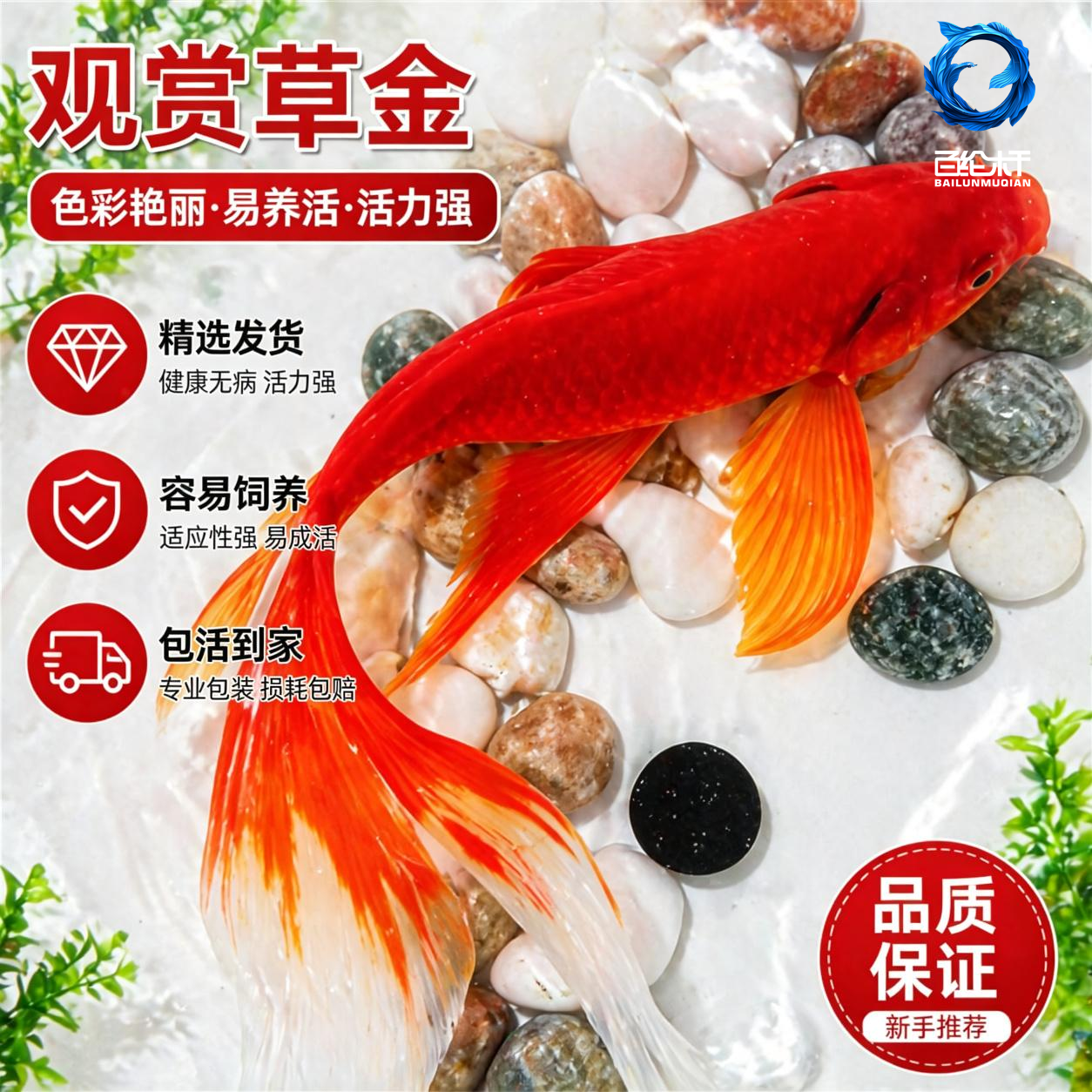 长尾大红草金活体金鱼活鱼锦鲤好养淡水观赏鱼冷水不加温鱼苗