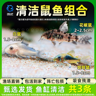 老鼠鱼清道夫金苔鼠熊猫鼠小型热带观赏鱼青苔鱼缸清洁垃圾工具鱼