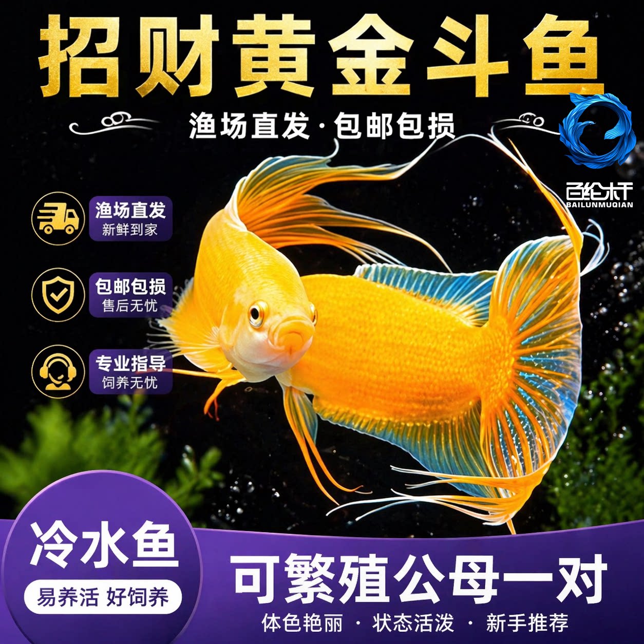 中国斗鱼玄黄白化黄黄金冷水原生观赏鱼免打氧活鱼淡水热带鱼