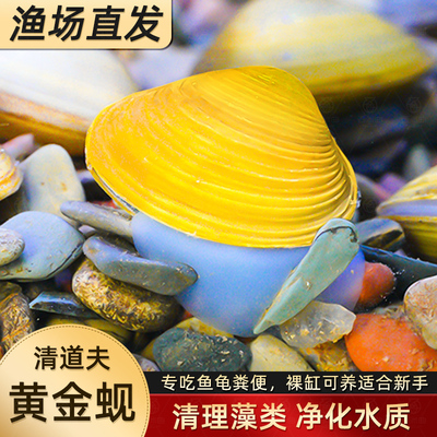 黄金蚬专吃鱼屎粪便净水活体淡除